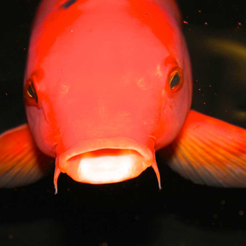 A fish with its mouth open and glowing red.