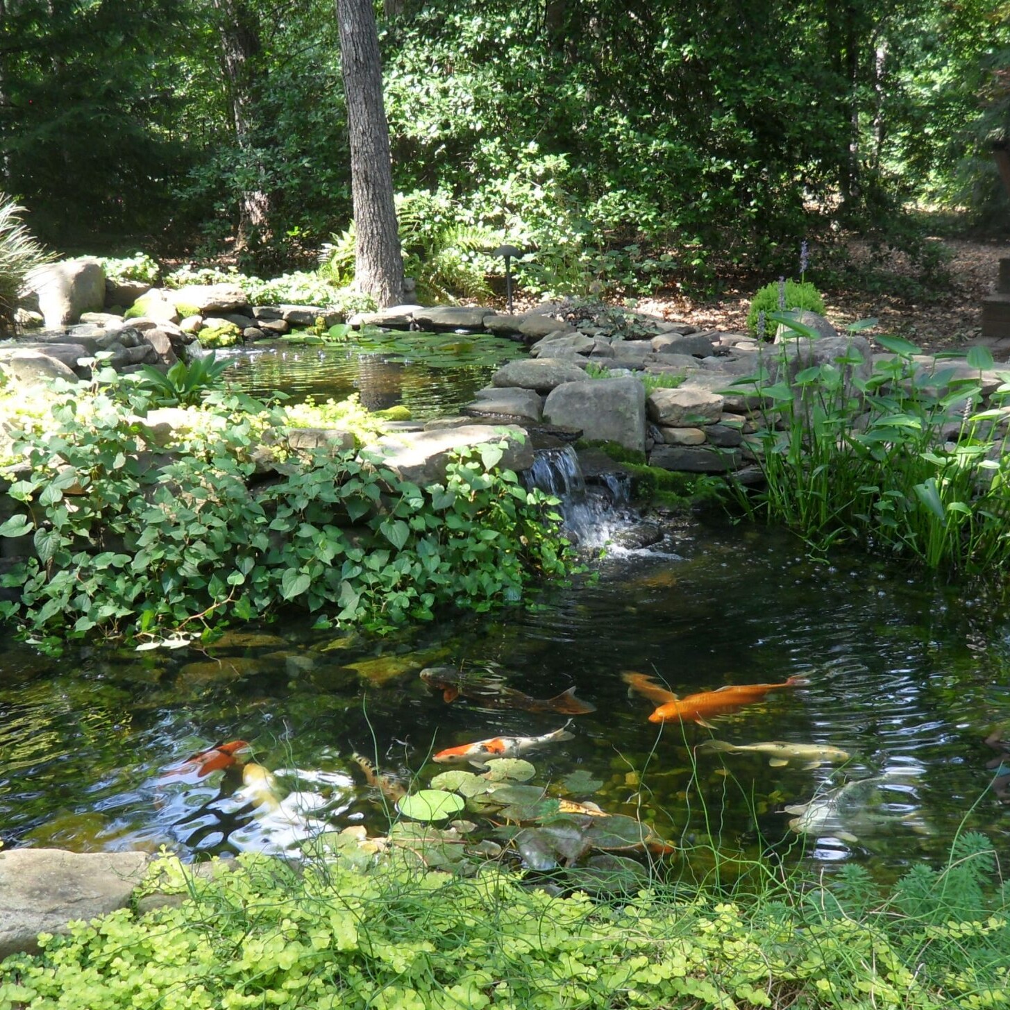 A pond with many different fish in it