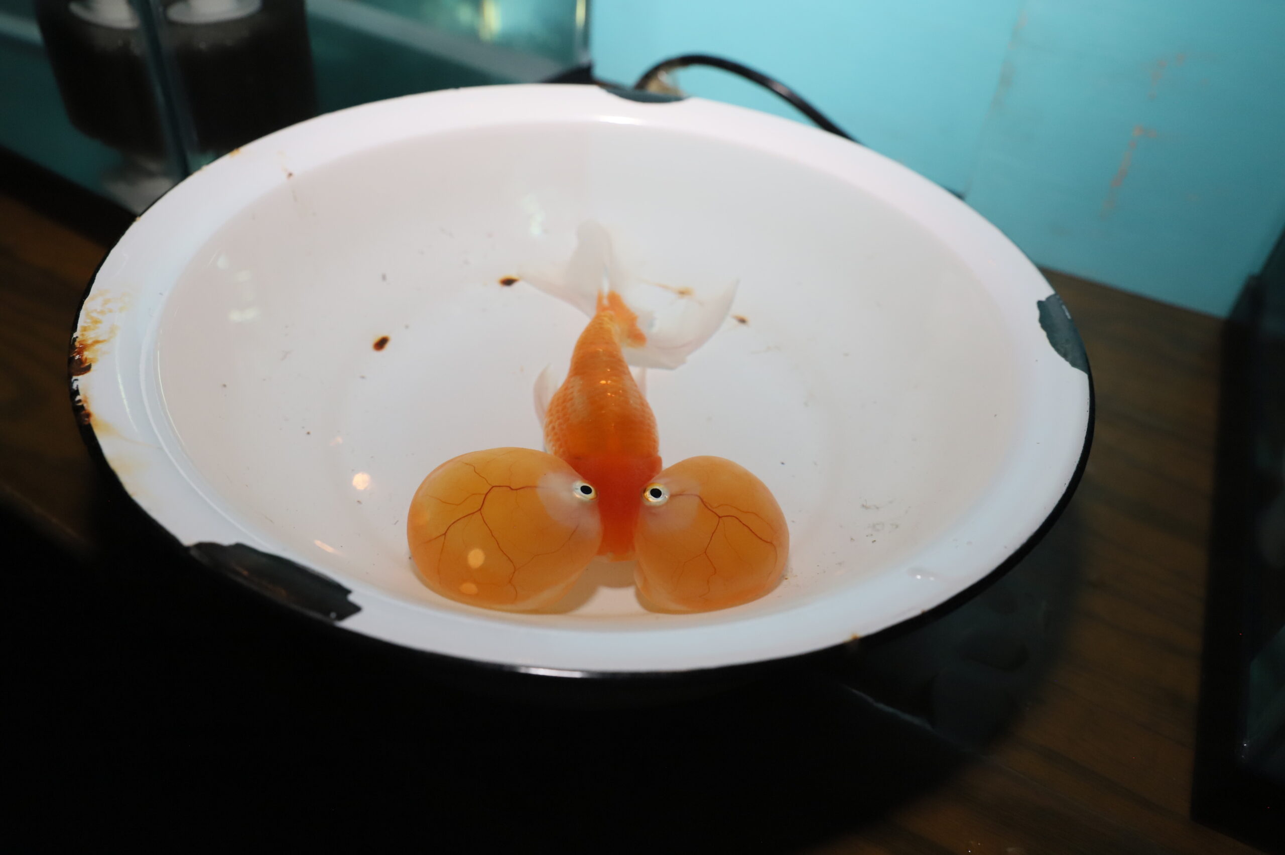 Bubble Eye Goldfish – South Carolina Koi and Water Garden Society