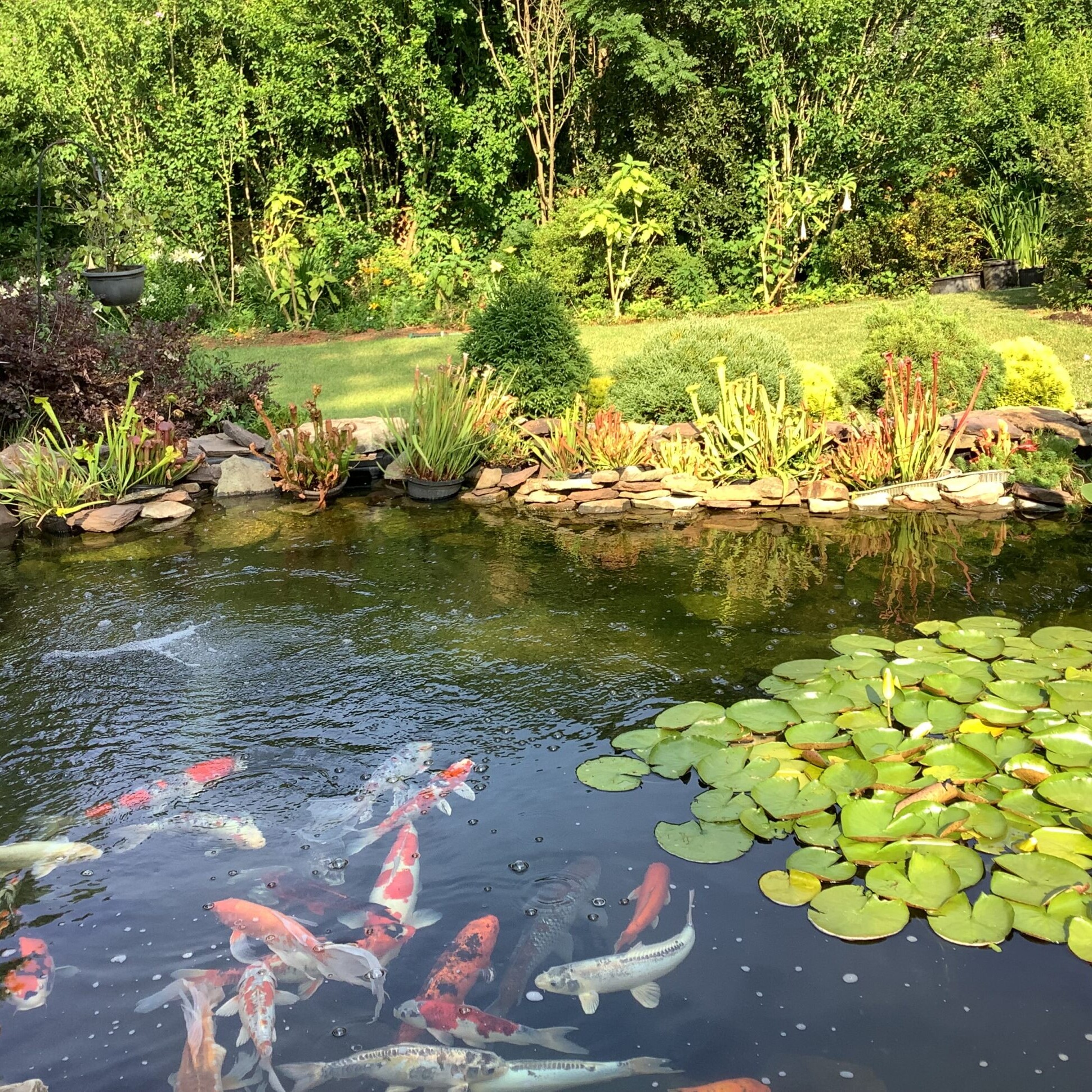 A pond with many fish swimming in it