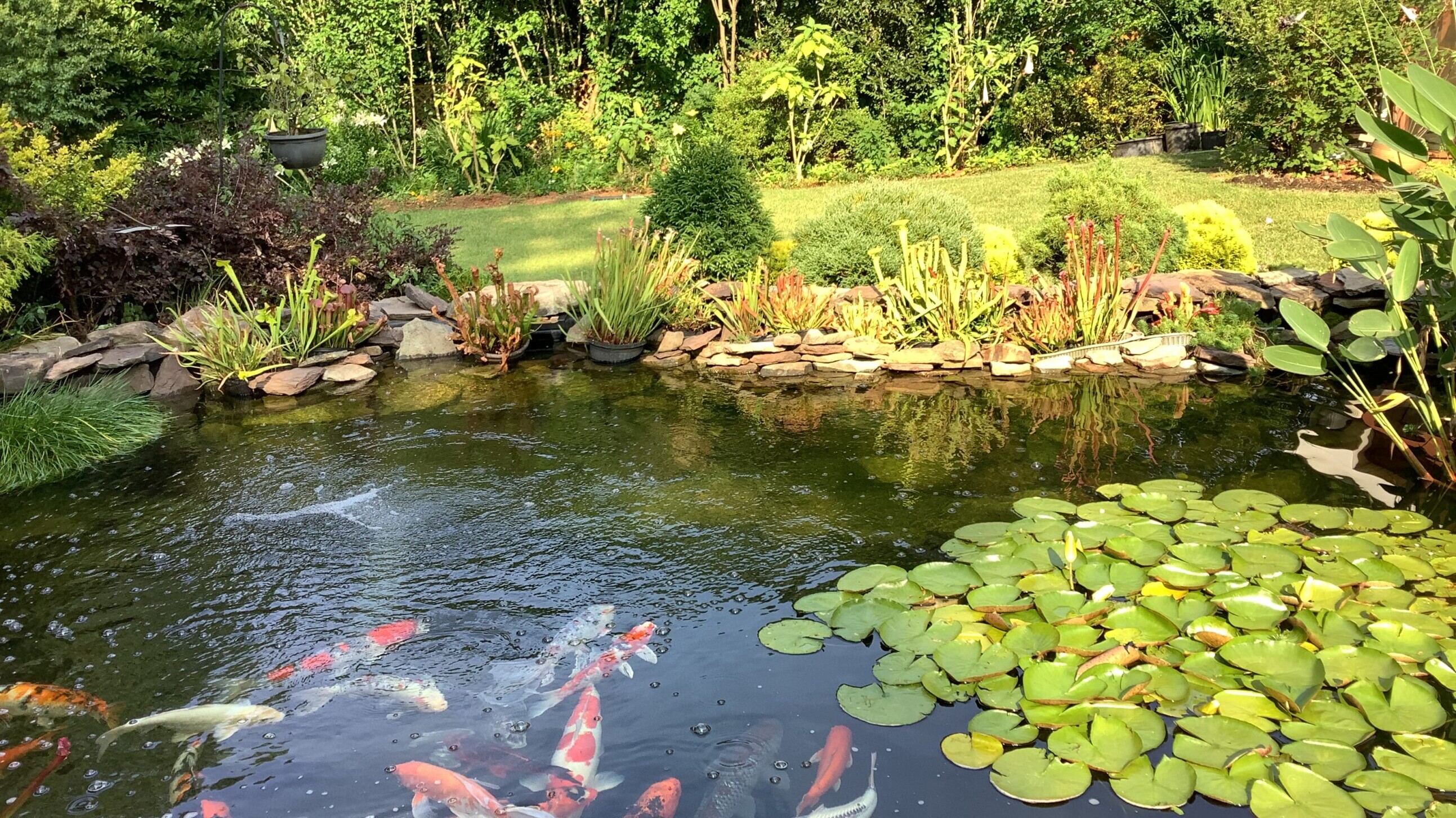 A pond with many fish swimming in it