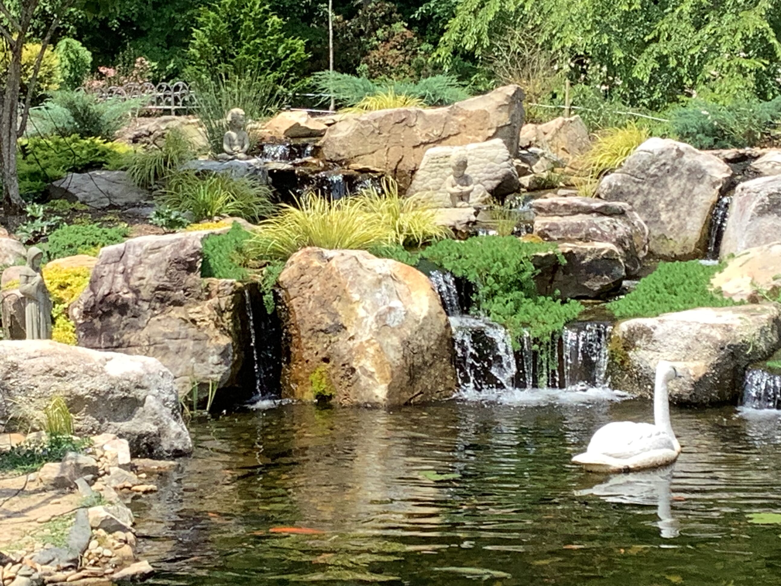 A swan swimming in the water near rocks and grass.