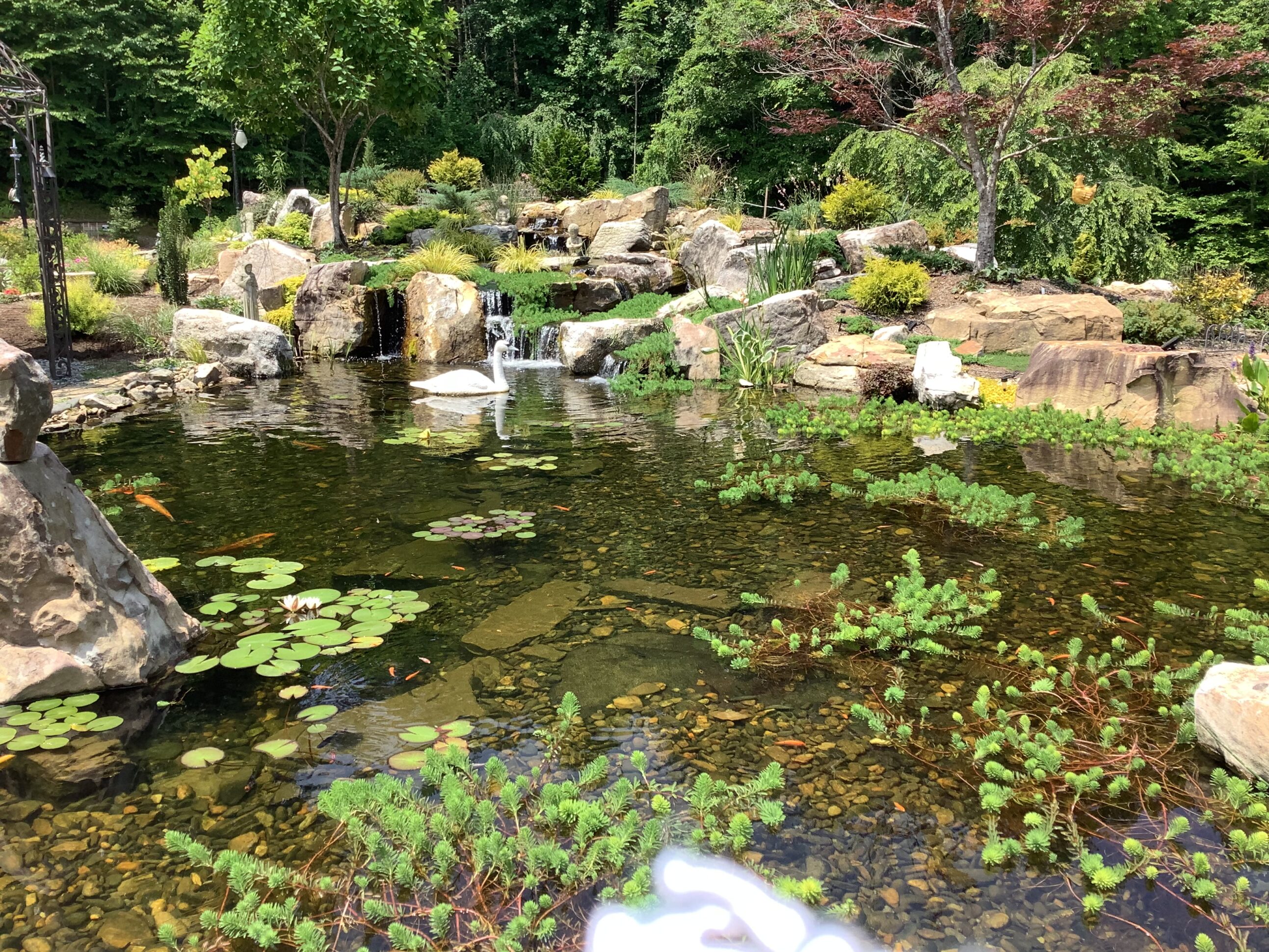 A pond with water lilies and rocks in the background.