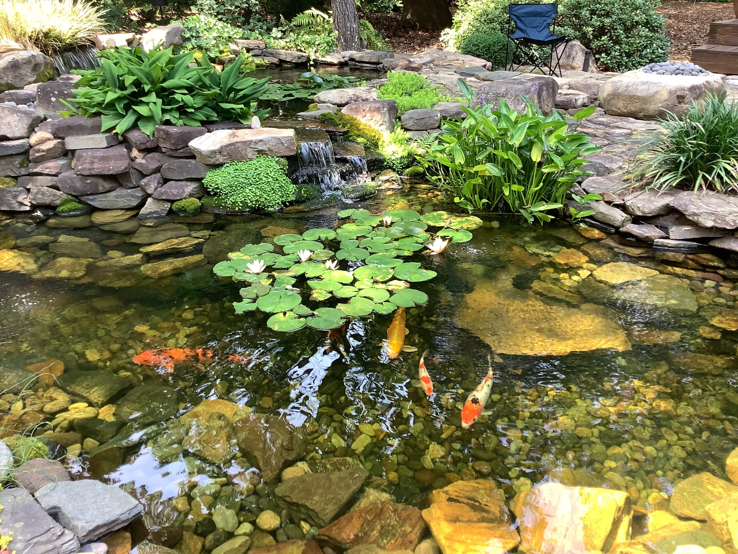 A pond with water lilies and rocks in it.